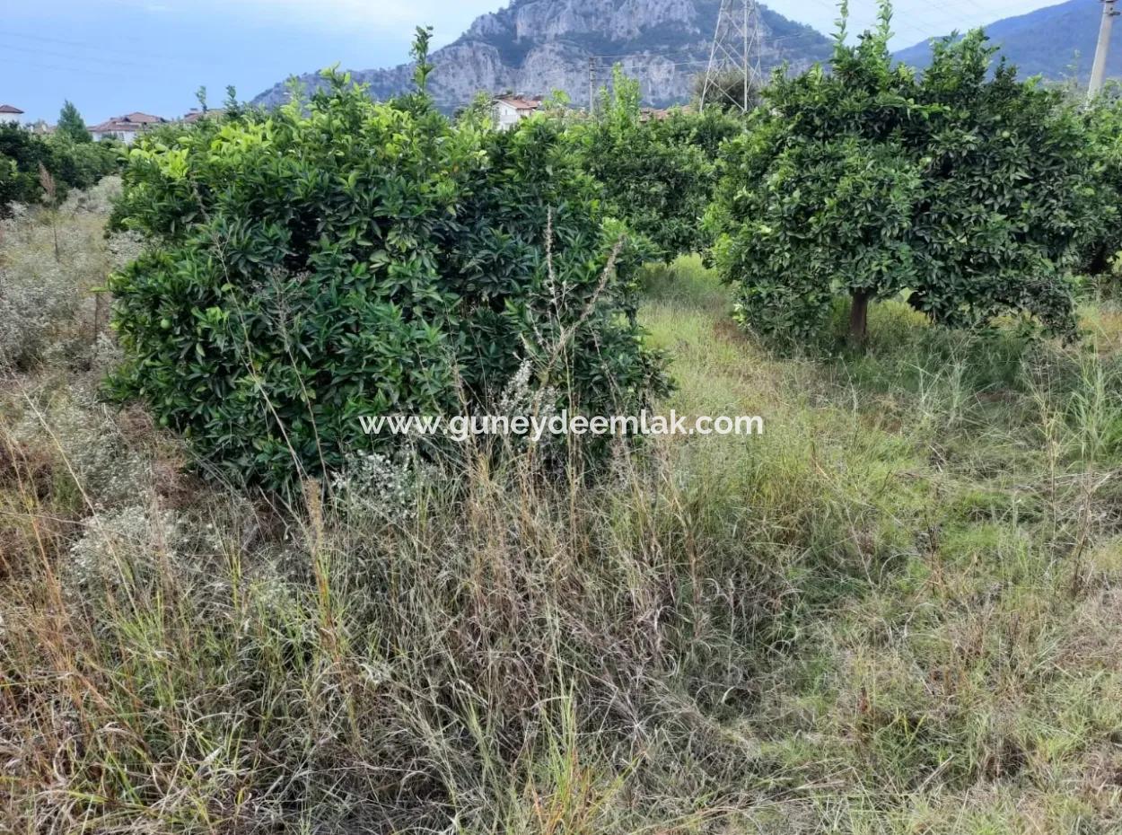 Mugla Dalyan Schnäppchen Zoning Land Zu Verkaufen