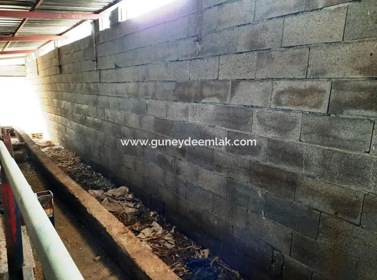 Denizli 'Ameli Cevizli 2 700 M2 Land- Und Dorfhaus Zu Verkaufen