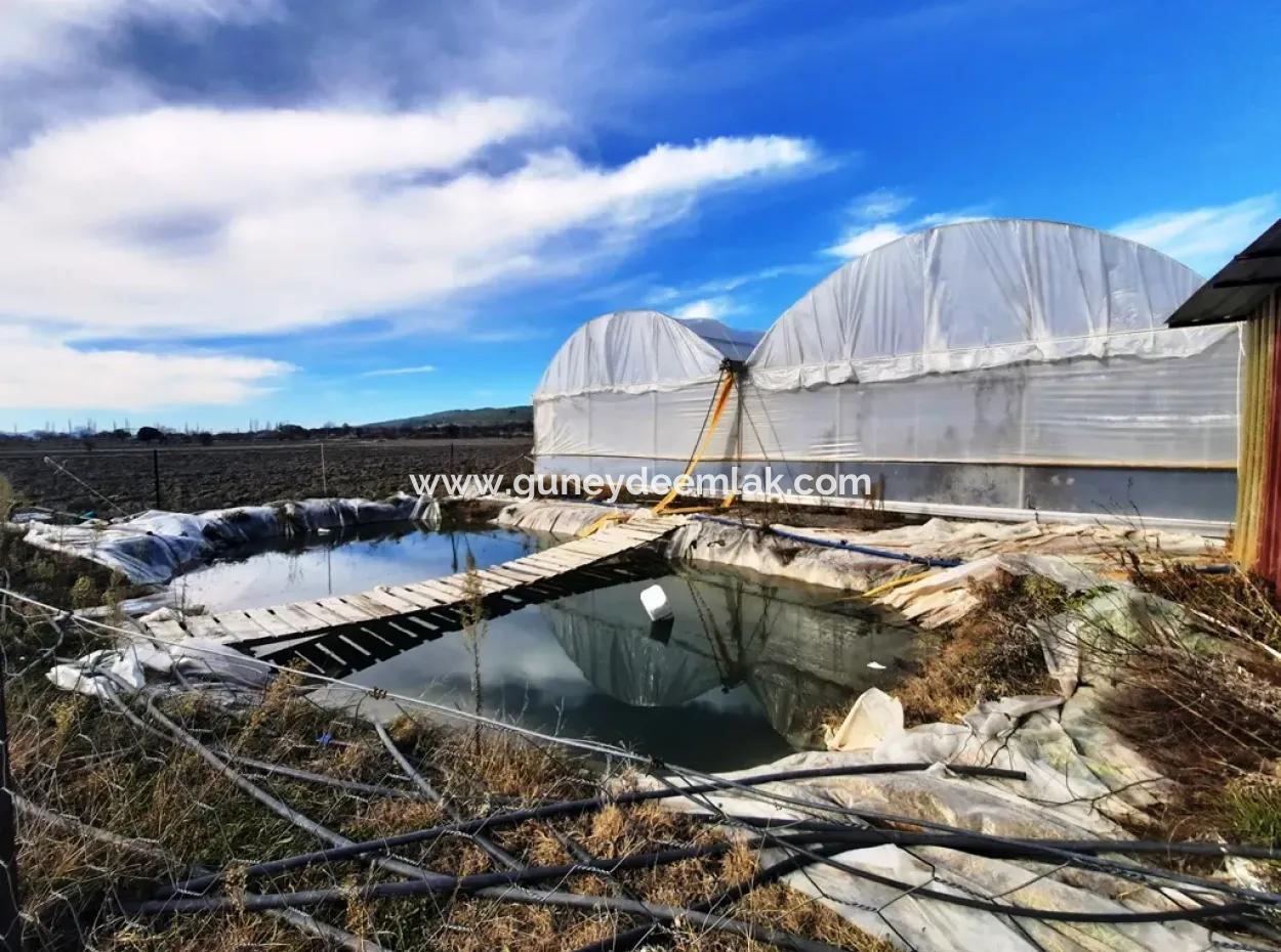 Denizli 'Ameli Yumrutaş Freistehend 4 000 M2 Gewächshaus Zu Verkaufen