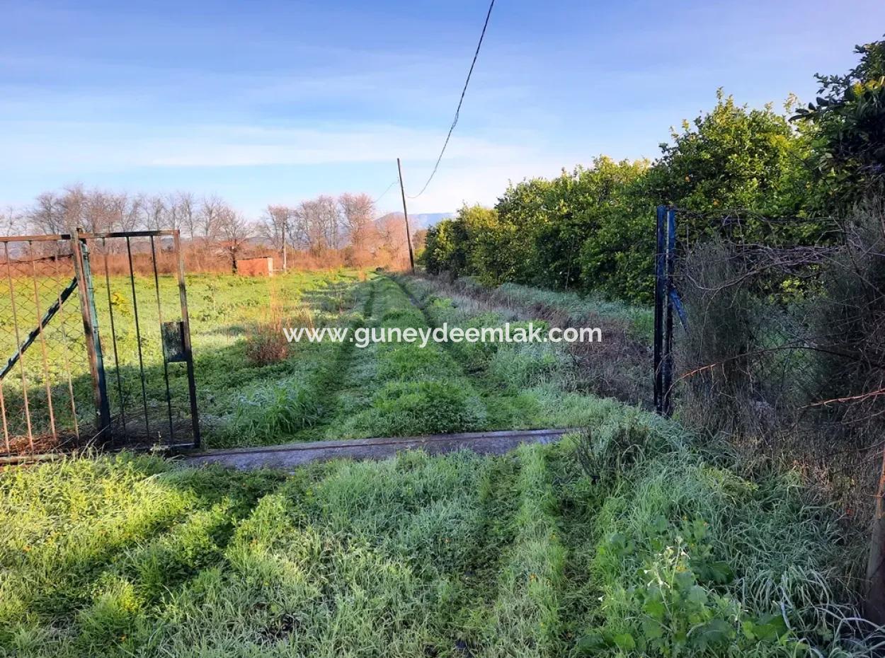 10 000 M2 Freistehender Zitronengarten Zum Verkauf In Ortaca Dalaklı