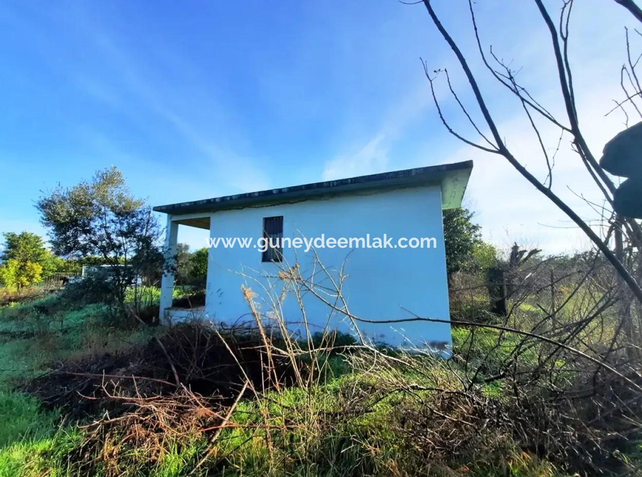 10 000 M2 Freistehender Zitronengarten Zum Verkauf In Ortaca Dalaklı