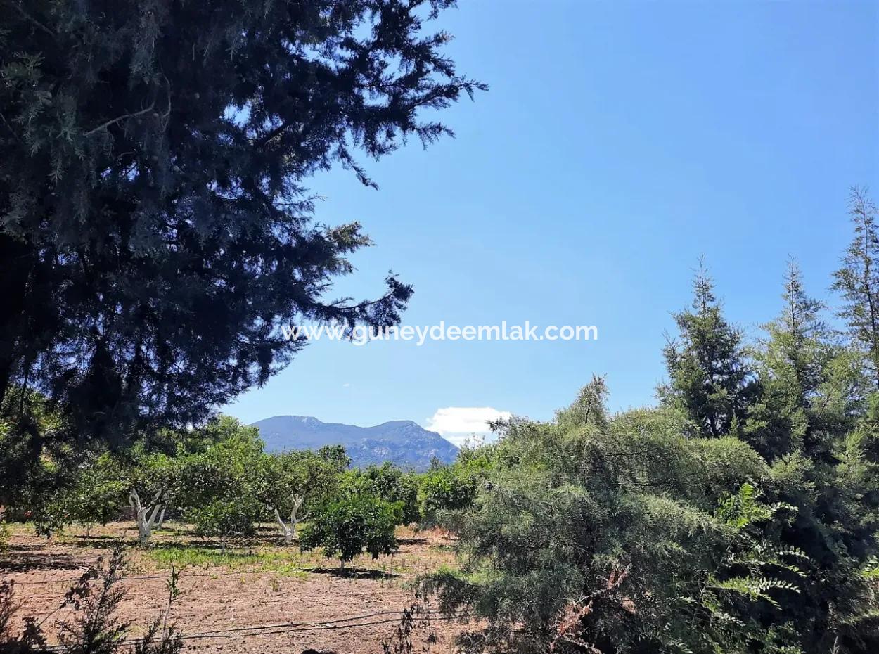 Citrus Garten Freistehendes Land Zum Verkauf In Mugla Dalyan 3000 M2