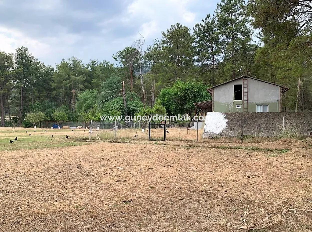 Teekante 10345 M2 Land Und Einfamilienhaus Zum Verkauf In Ortaca Cayli Pinienwald