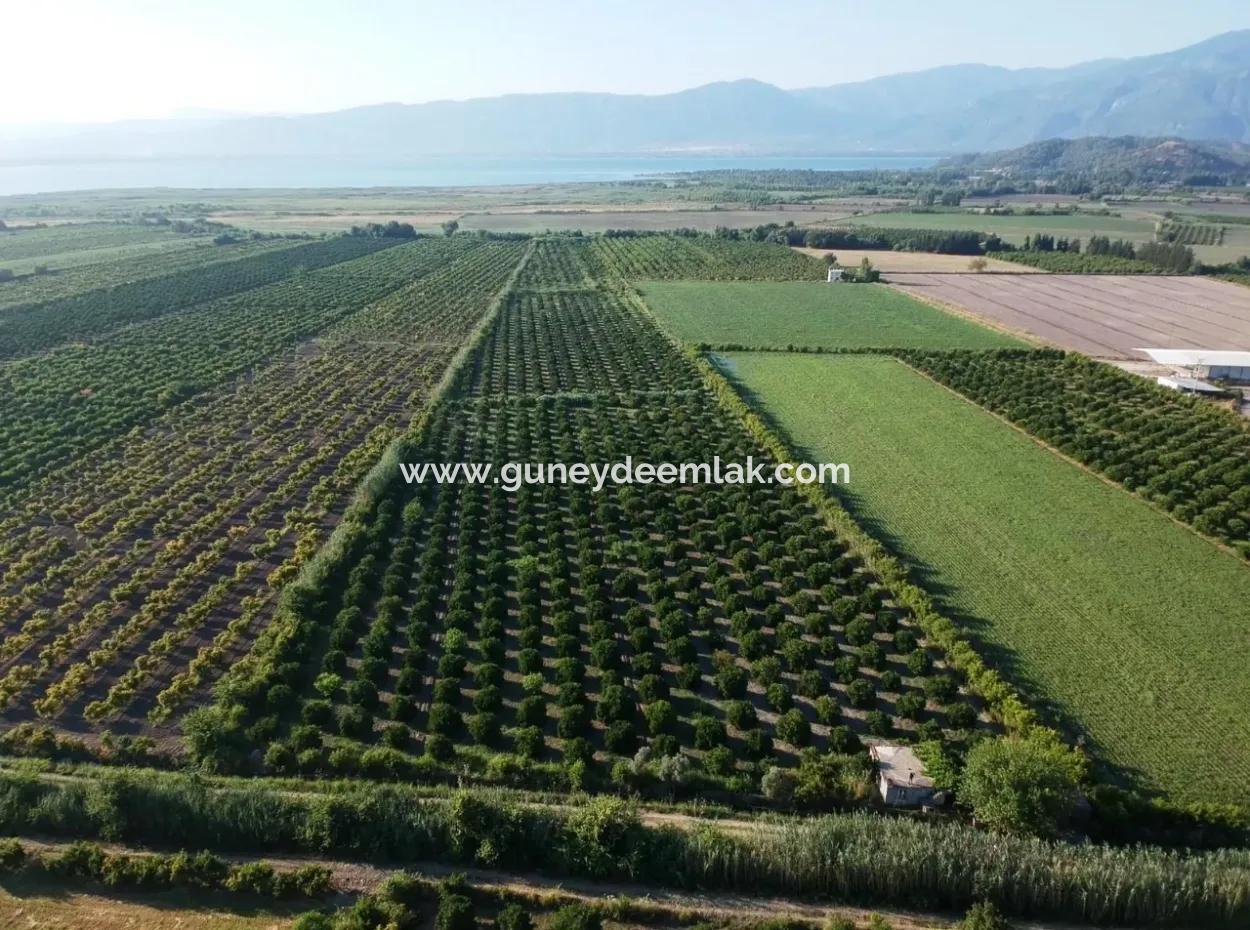 Oriya Tepearasi Zum Verkauf In Zitrus-Garten