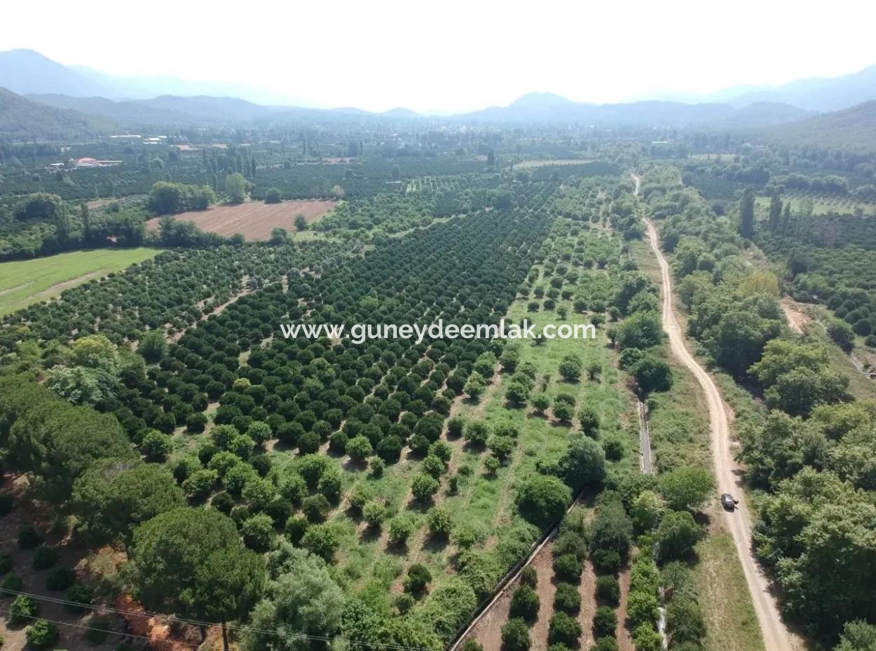 Orange Grove Zum Verkauf An Beyoba