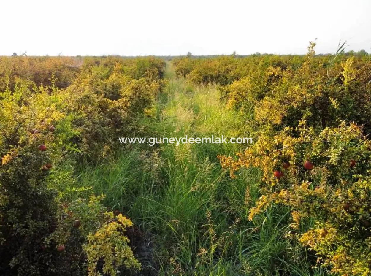 Mugla Ortaca Eskiköy 7767 M2 Granatapfelgarten Zu Verkaufen
