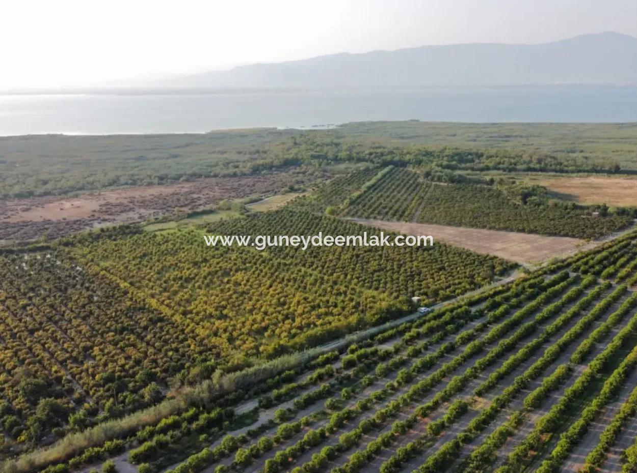Granatapfelgarten Zum Verkauf In Mugla Ortaca Tepearasi