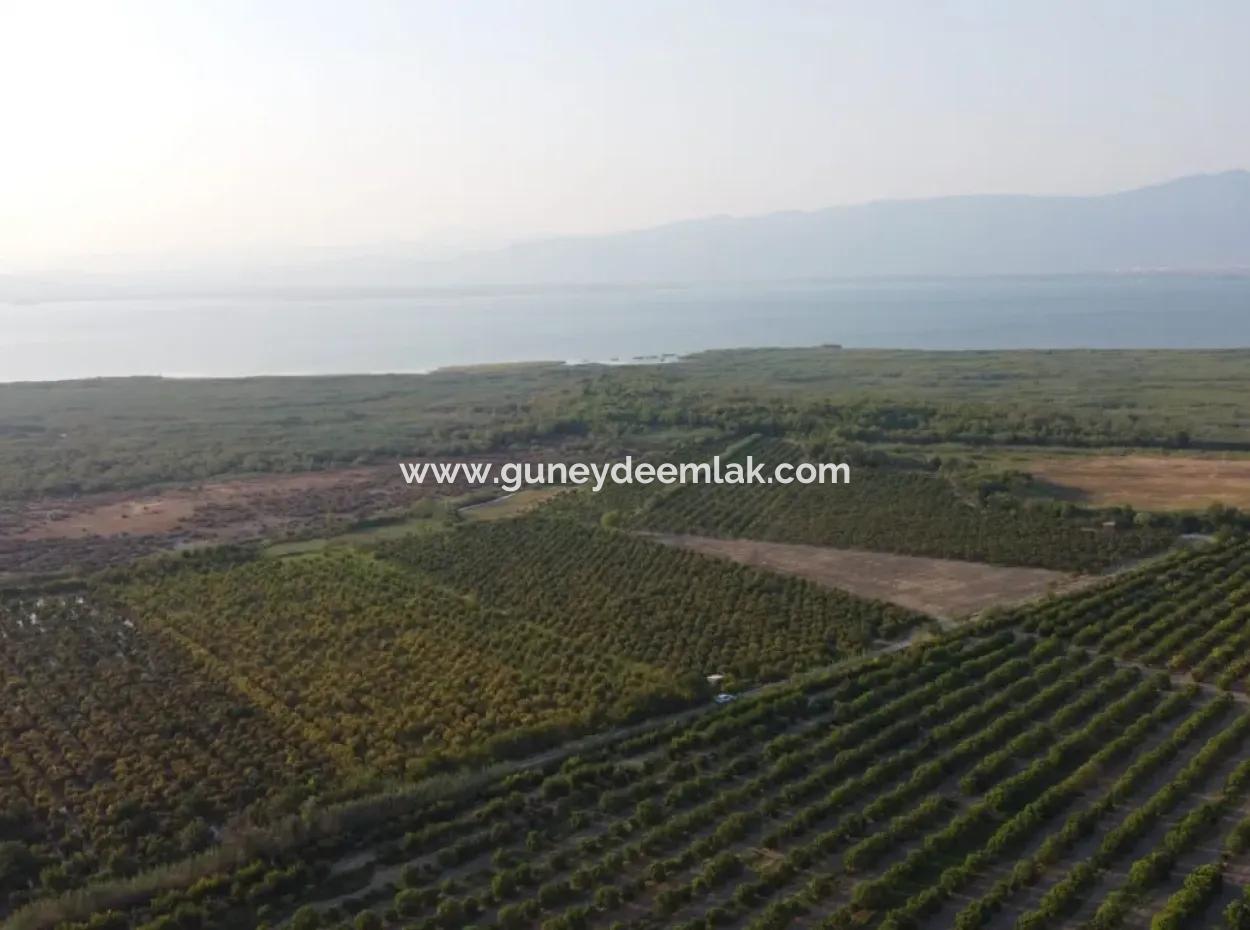 Granatapfelgarten Zum Verkauf In Mugla Ortaca Tepearasi