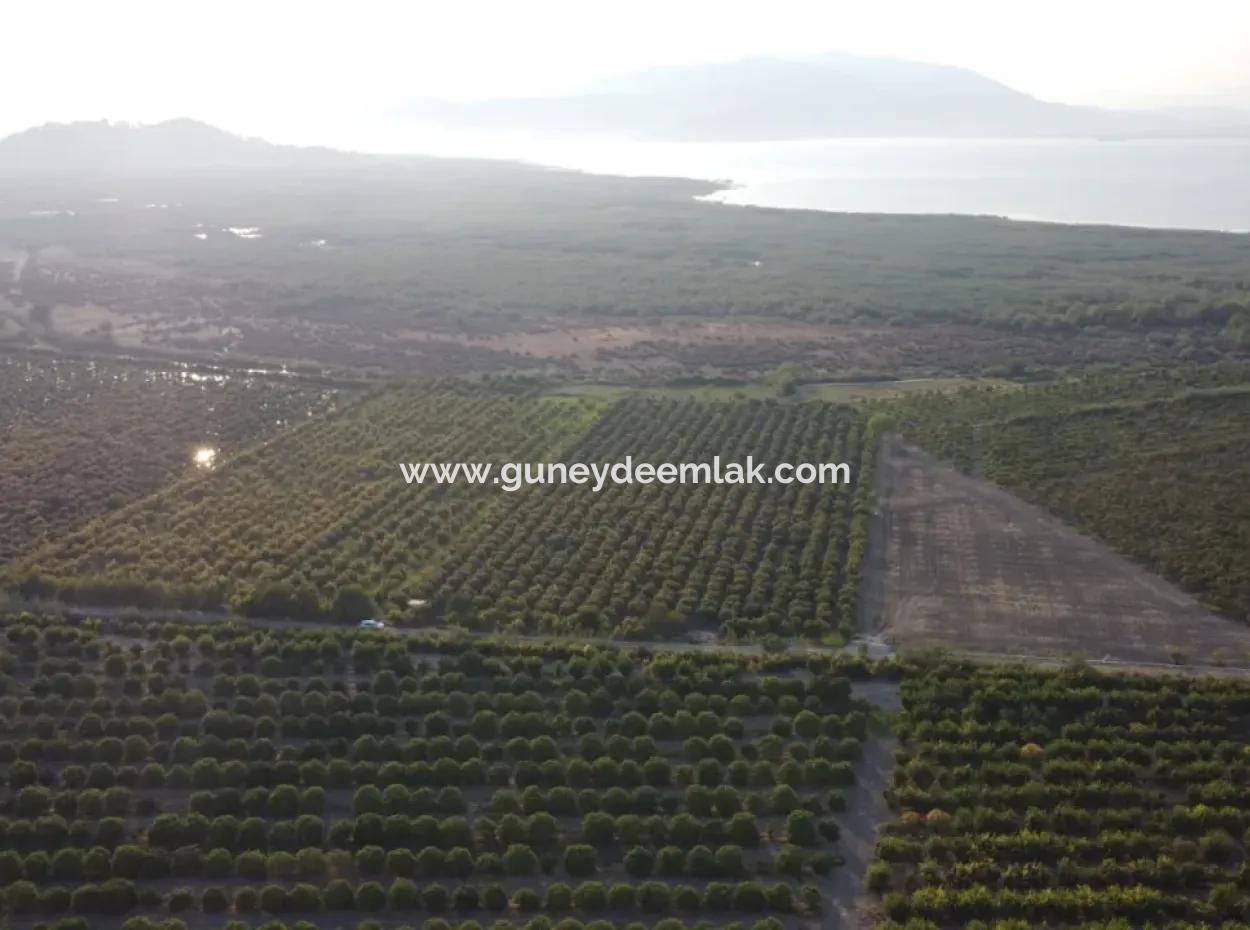 Granatapfelgarten Zum Verkauf In Mugla Ortaca Tepearasi