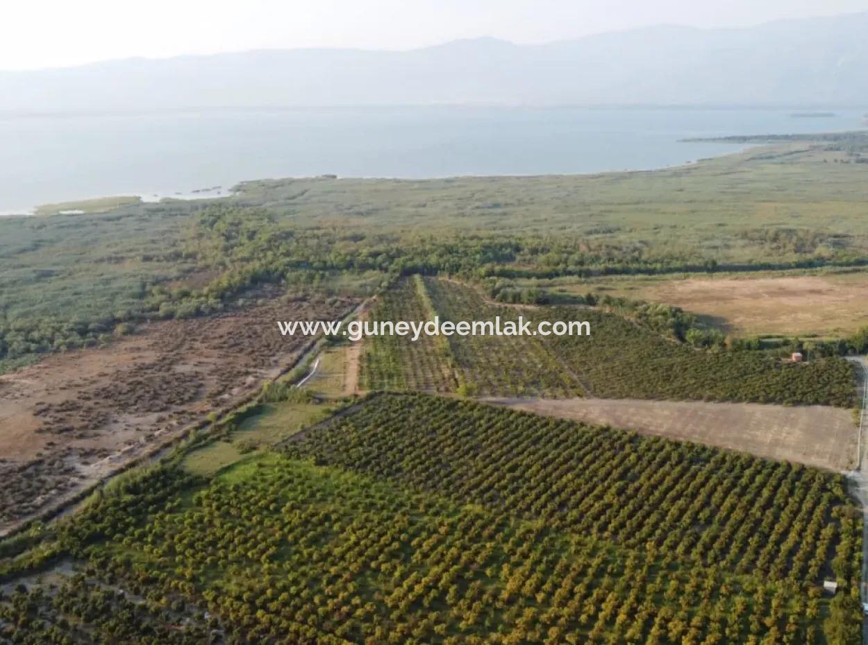Granatapfelgarten Zum Verkauf In Mugla Ortaca Tepearasi