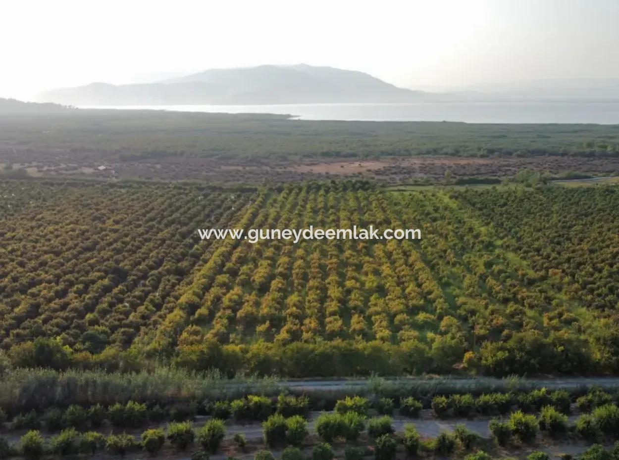 Granatapfelgarten Zum Verkauf In Mugla Ortaca Tepearasi