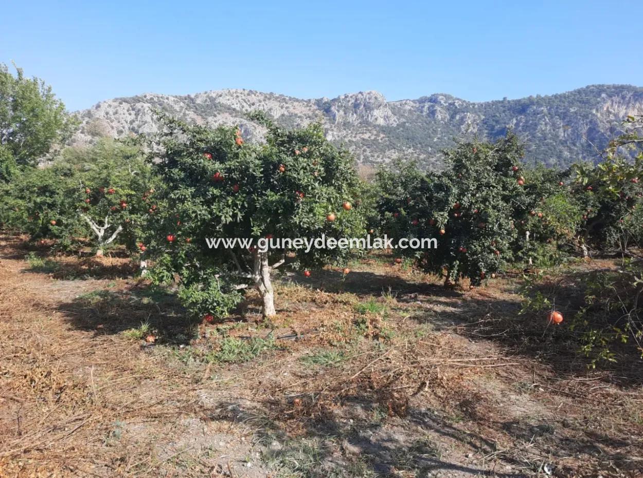 Mugla Ortaca Dalyanda 7520 M2 Maniced Freistehender Granatapfelgarten Zu Verkaufen