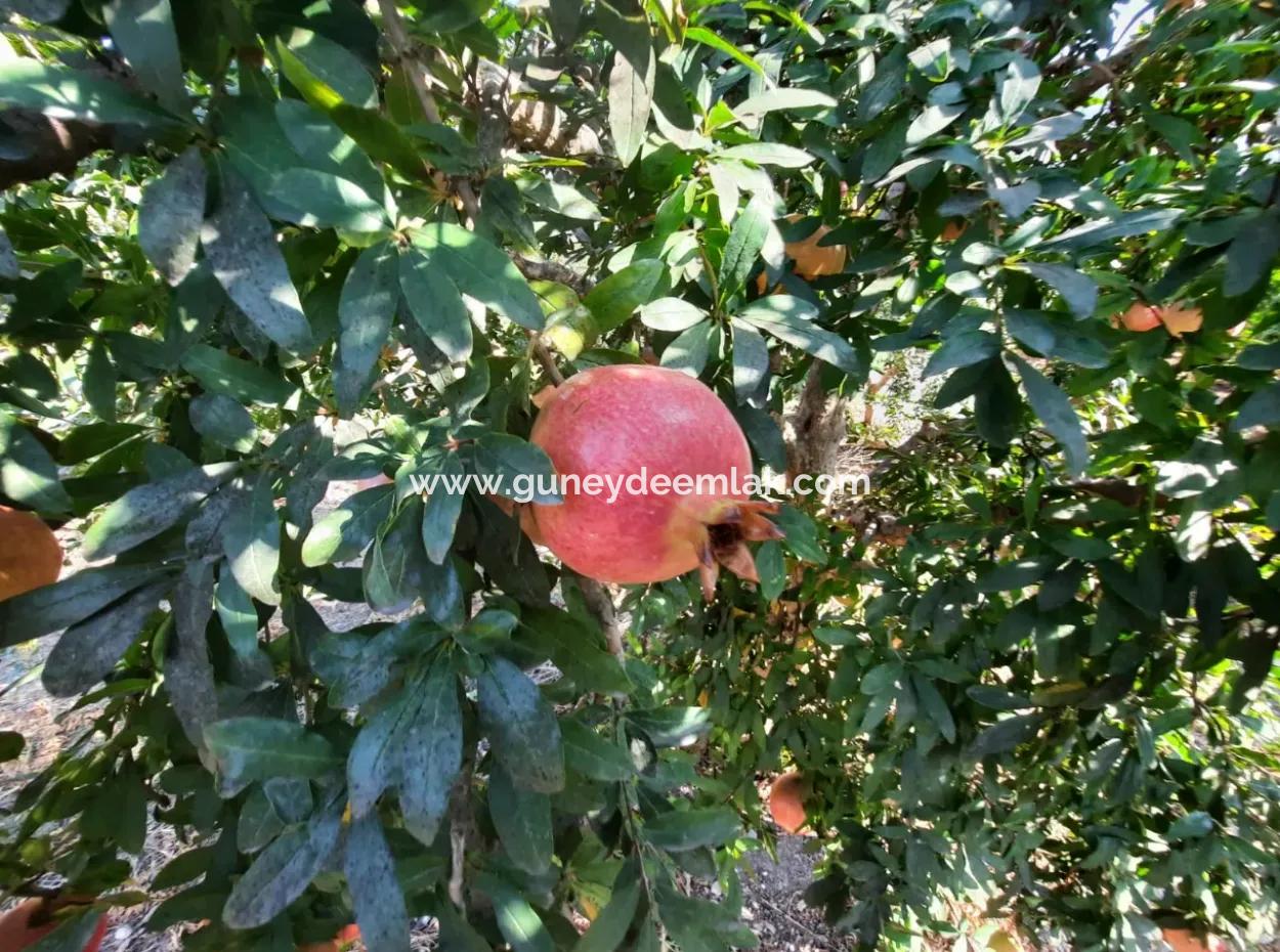Mugla Ortaca Dalyanda 7520 M2 Maniced Freistehender Granatapfelgarten Zu Verkaufen