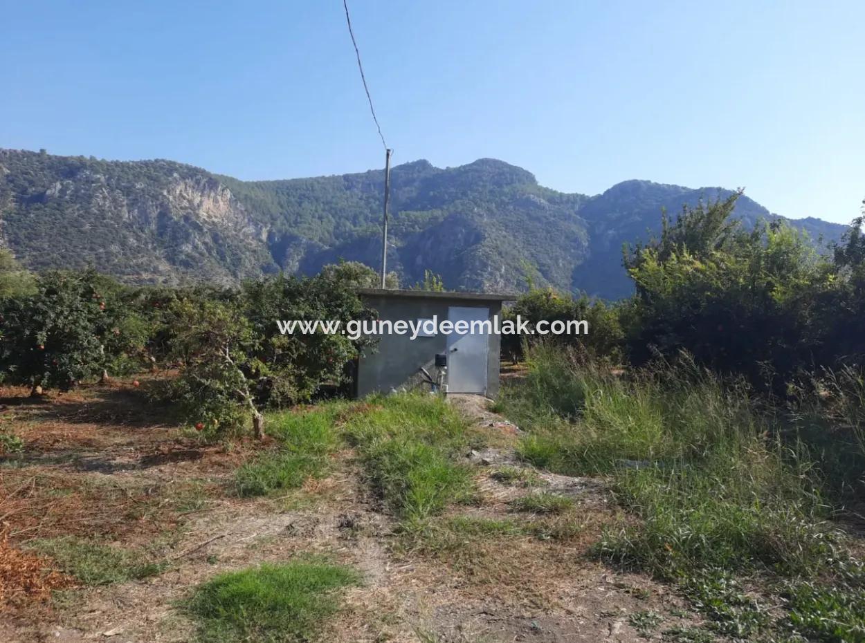 Mugla Ortaca Dalyanda 7520 M2 Maniced Freistehender Granatapfelgarten Zu Verkaufen