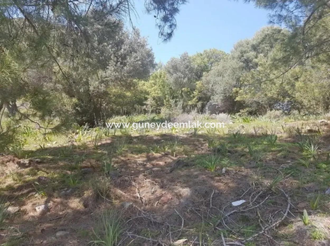 Grundstück Mit Meer Blick Zu Verkaufen Schnäppchen Ortaca Sarıgerme