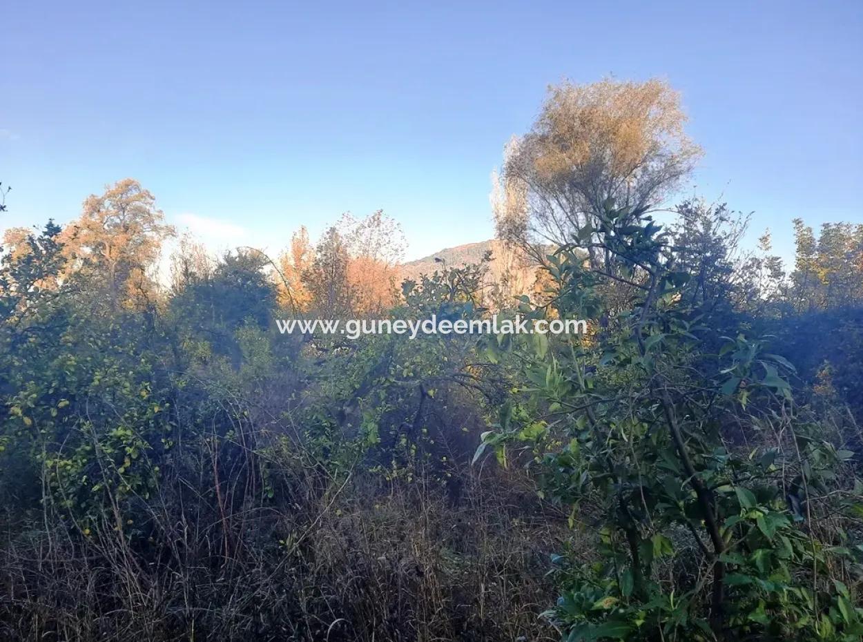 7320 M2 Schnäppchen-Zitronengarten Zum Verkauf In Ortaca Kemaliye