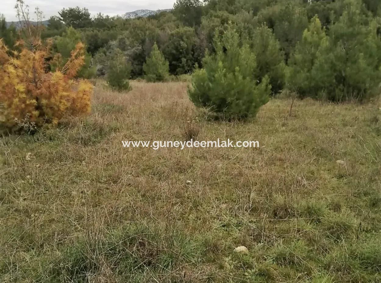 30949 M2 Fruchtbares Feld Zu Verkaufen In Mugla Dalaman Gürleyik