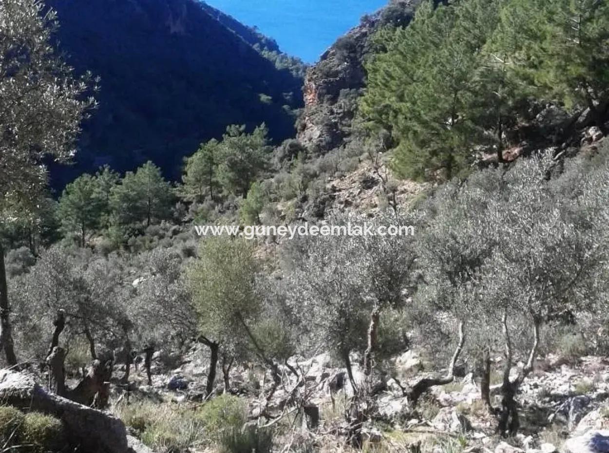Olivenhain Mit Meerblick Zum Verkauf In Köyceğiz Ekincik