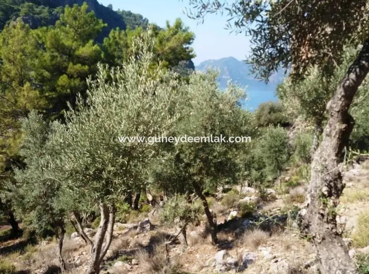 Olivenhain Mit Meerblick Zum Verkauf In Köyceğiz Ekincik