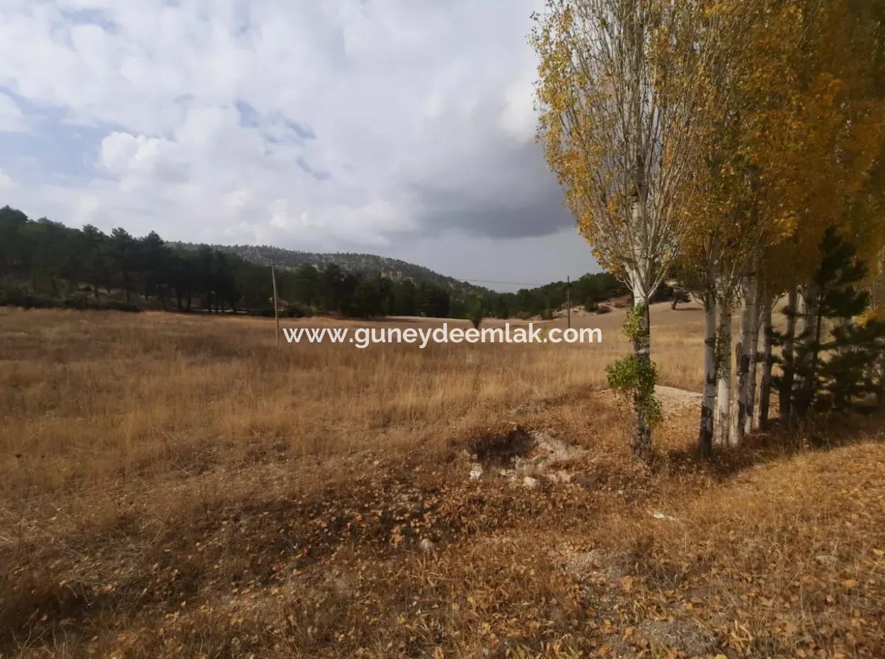 6 230 M2 Fruchtbares Land Zur Miete In Çameli Cumaalanı