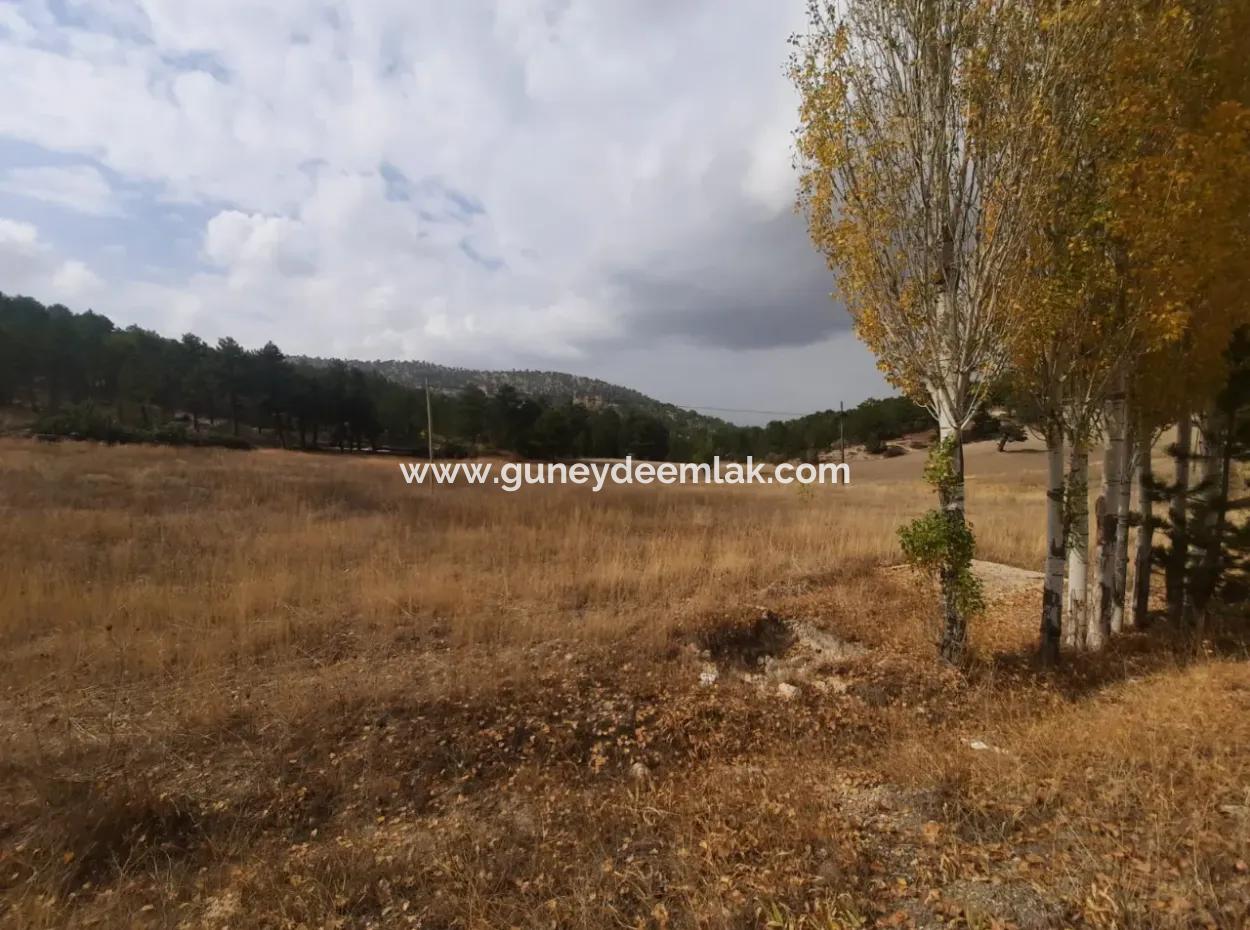 6 230 M2 Fruchtbares Land Zur Miete In Çameli Cumaalanı