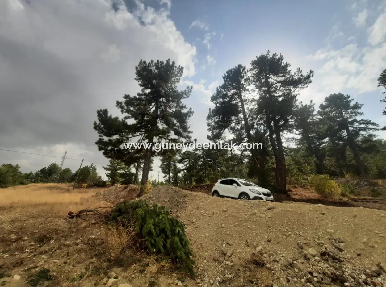 6 230 M2 Fruchtbares Land Zur Miete In Çameli Cumaalanı