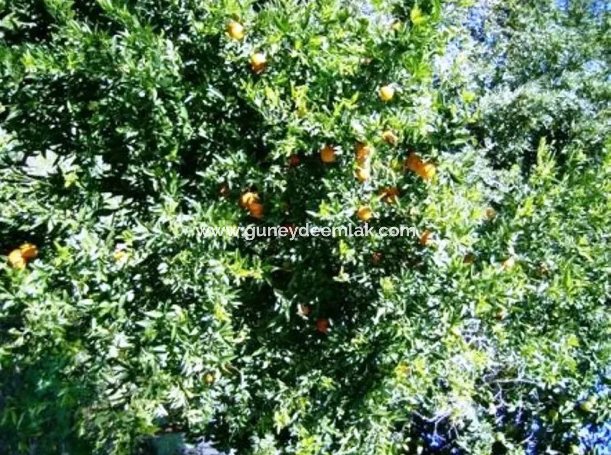 Bogenschützen Sind Auch Billig Grundstücke Zum Verkauf