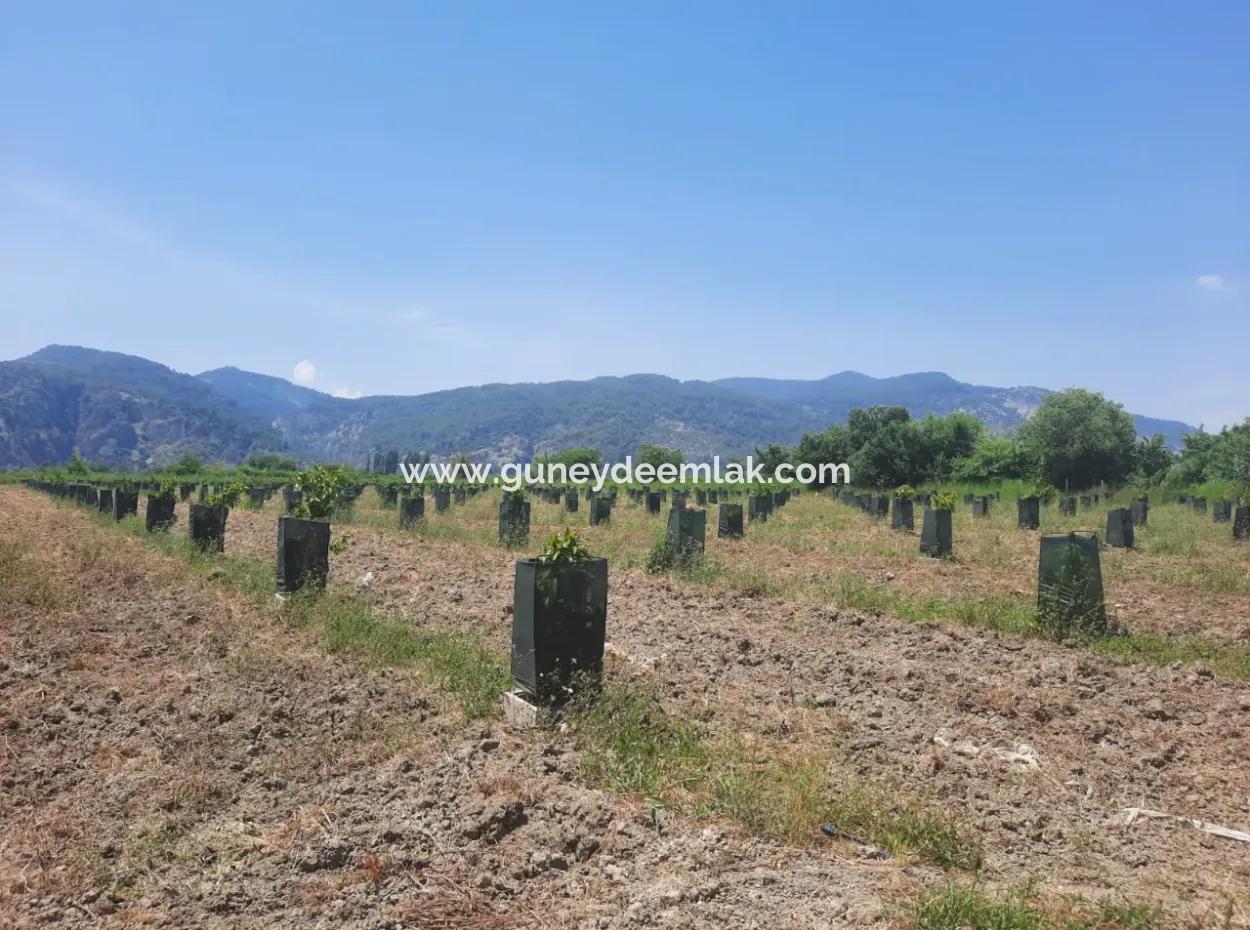 40.000 M2 Avocadogarten Zum Verkauf In Muğla Güzelyurt