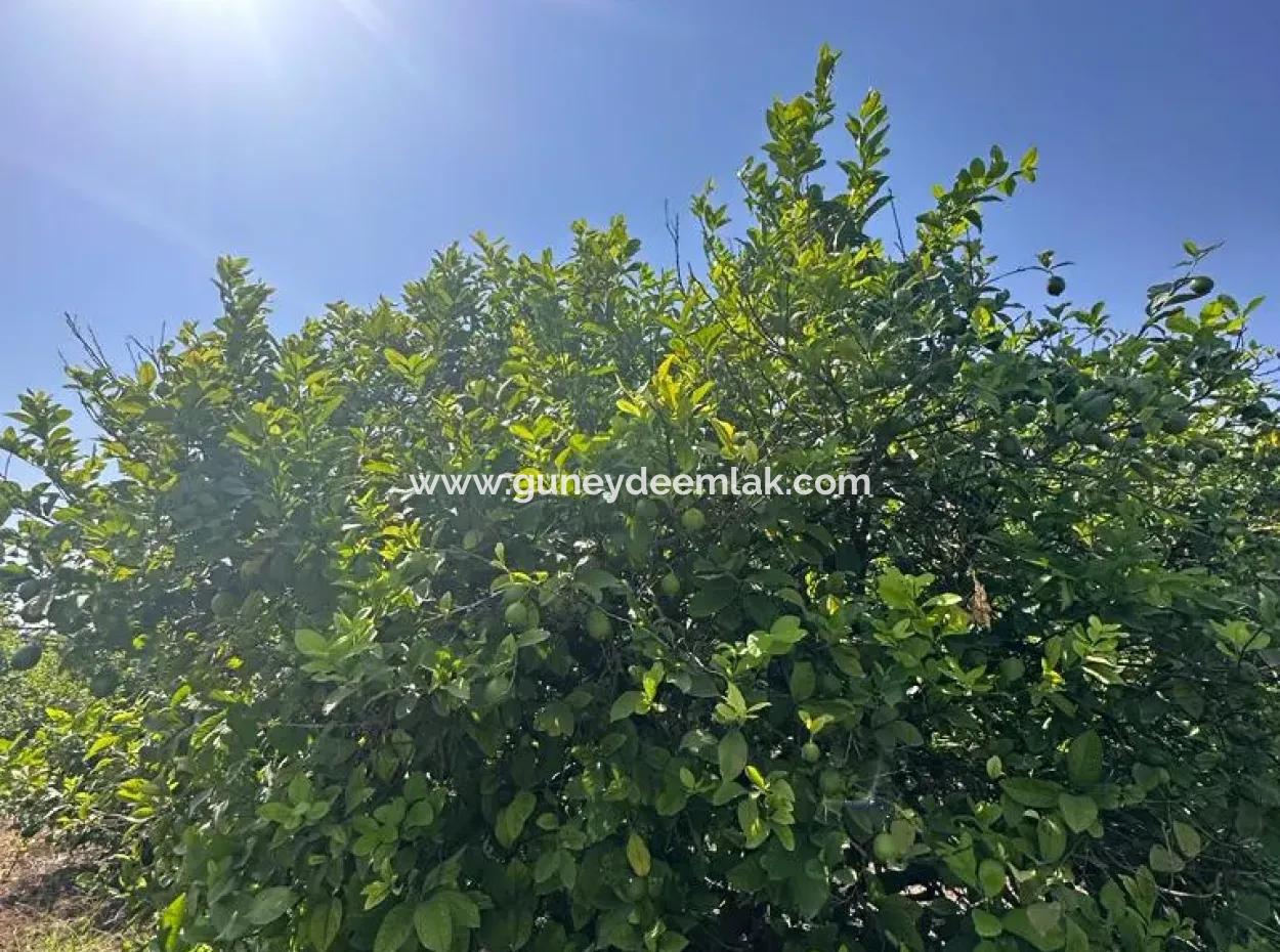 15 000 M2 Zitronenplantage Zum Verkauf In Eskiköy, Dalyan