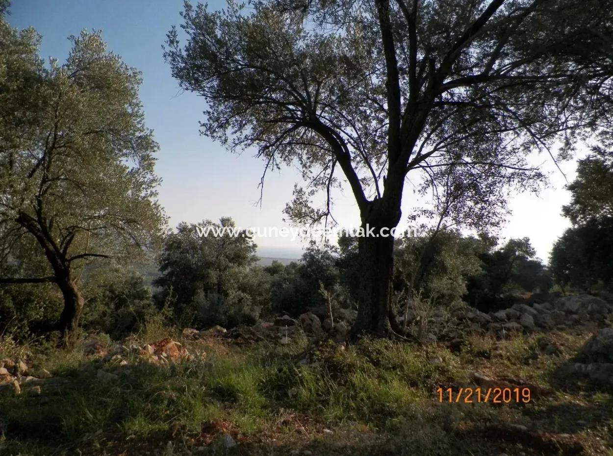 Fevziye Grundstücke Zum Verkauf Mit Meerblick