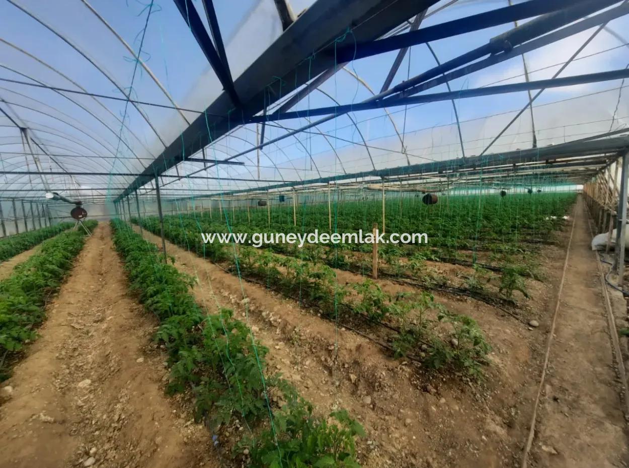 5 000 M2 Grundstück, 3 000 M2 Tunnelgewächshaus, 2 Einheiten, 3 1 Wohnungen Und 3 1 Freistehende Maisonette Zum Verkauf In Ortaca Eskiköy