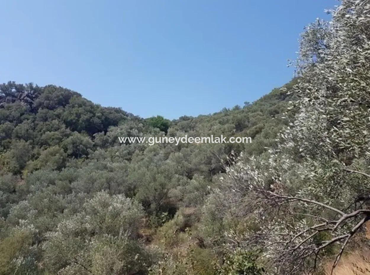 Ausgezeichnete Grundstück Zum Verkauf Schnäppchen