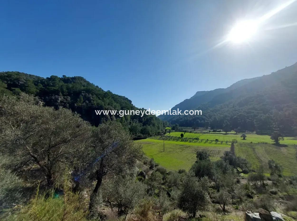 Muğla Dalyan Gökbelde 13 200 M2 Freistehende Eigentumsurkunde Olivenhain Zu Verkaufen