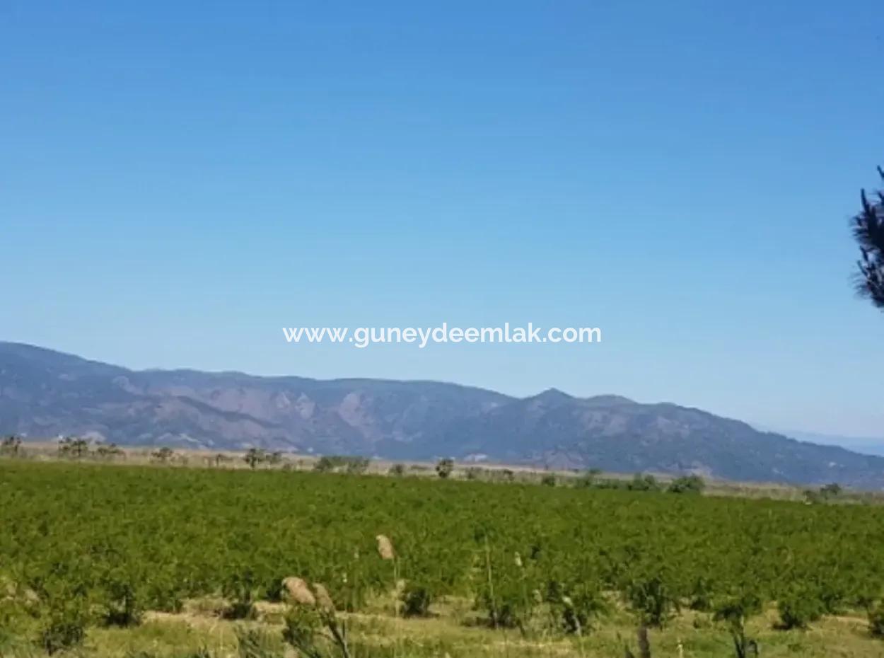 Garten Der Granatäpfel Zum Verkauf In Dalyan
