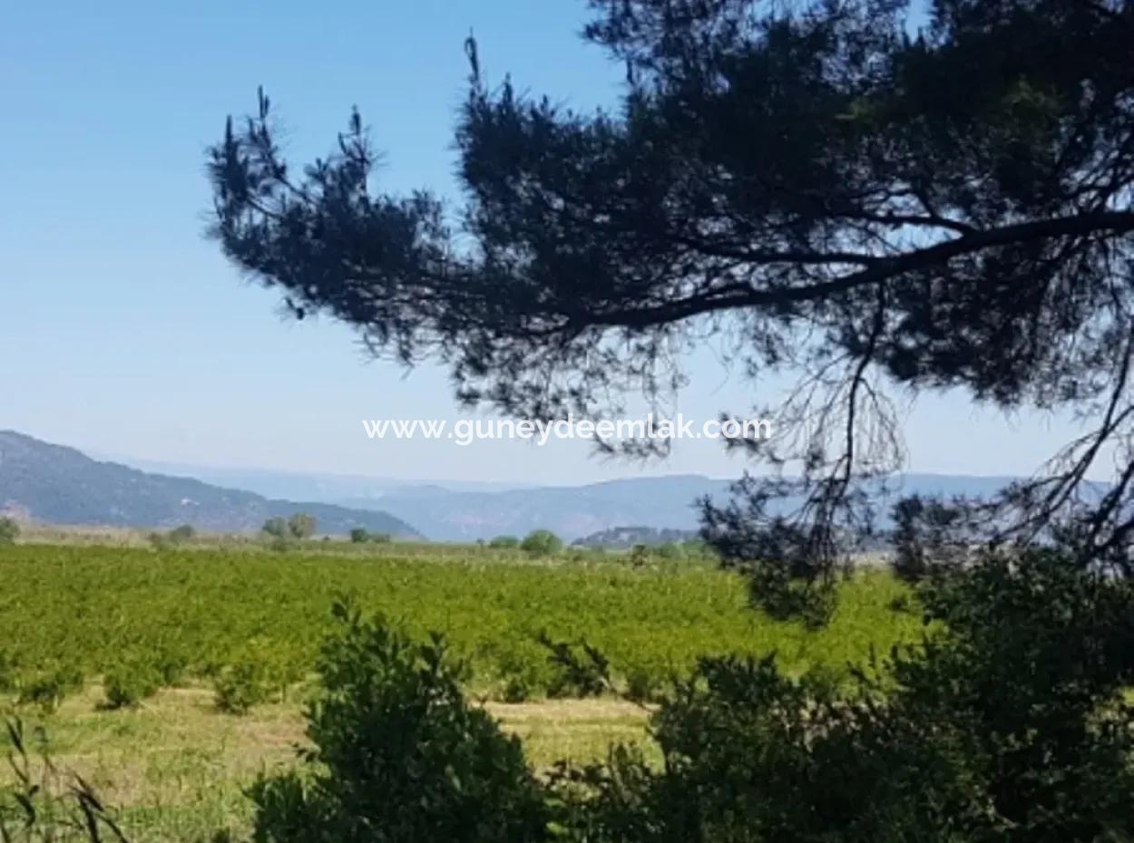 Garten Der Granatäpfel Zum Verkauf In Dalyan