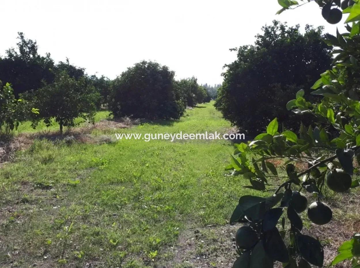 Tepearasi Schnäppchen Für Verkauf In Orange Grove