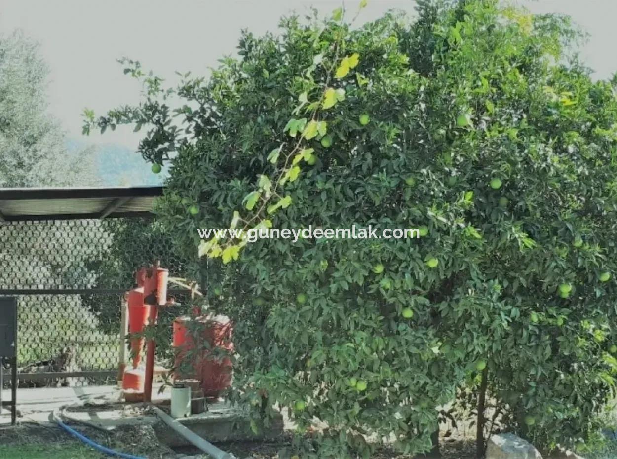 Tepearasi Schnäppchen Für Verkauf In Orange Grove