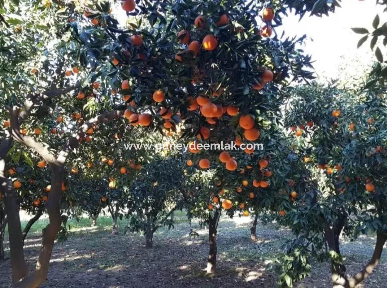 Schnäppchen Haus Im Dorf In Das Dorf Köycegiz Zum Verkauf