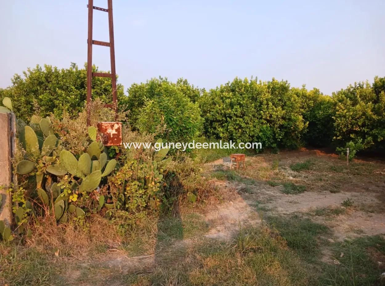 4.000 M2 Zitronengarten Zum Verkauf In Ortaca Fevziye