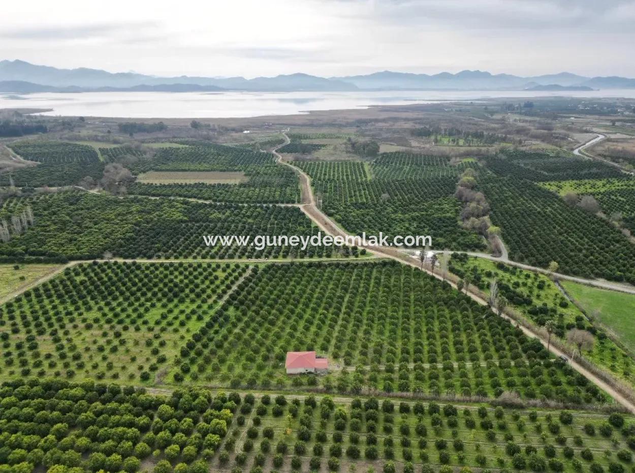 3 1 Dorfhaus Zum Verkauf In 17.000 M2 Orange Garden In Köyceğiz Toparlar