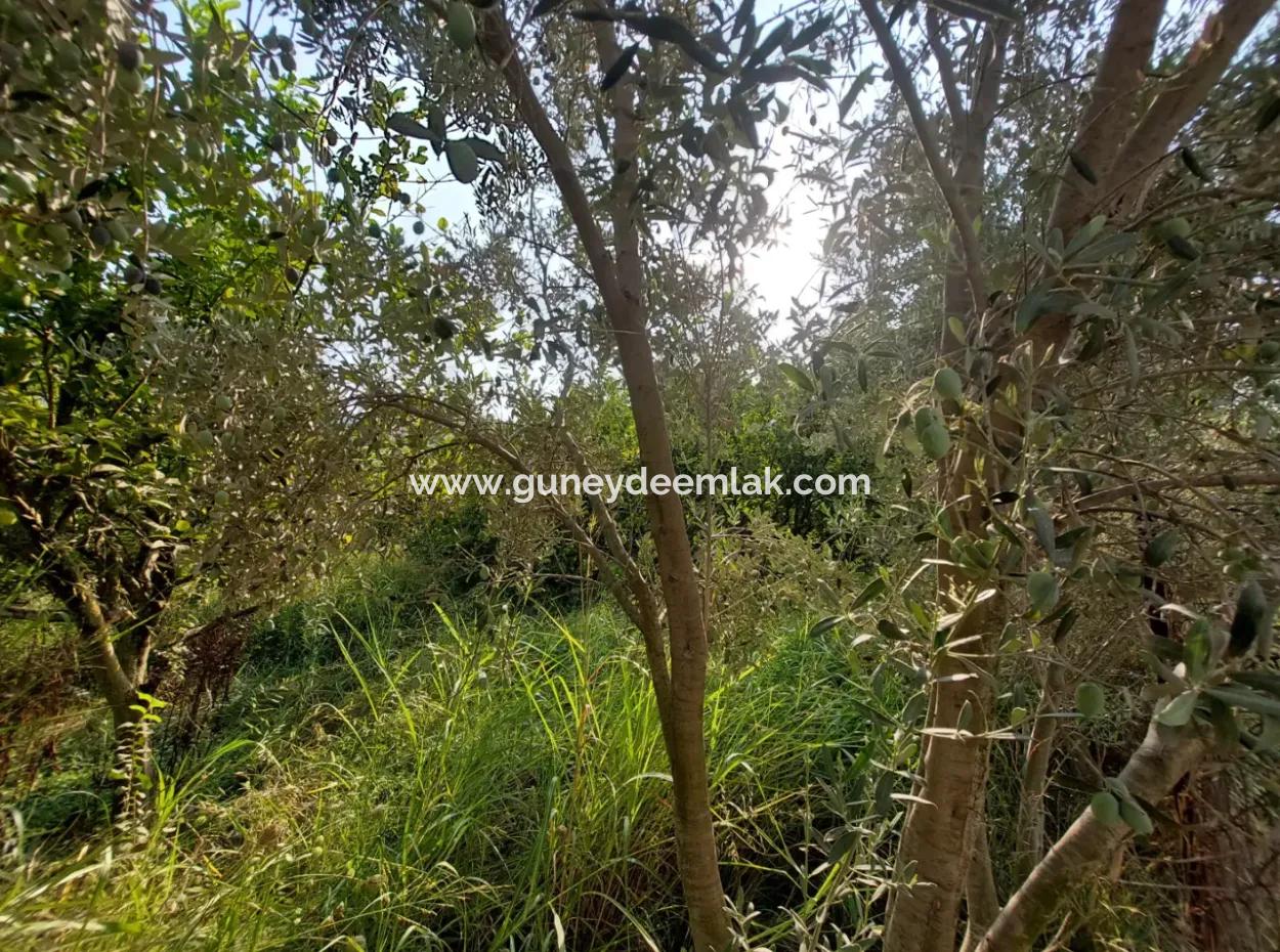 1.000 M2 Land Zum Verkauf In Ortaca Archers