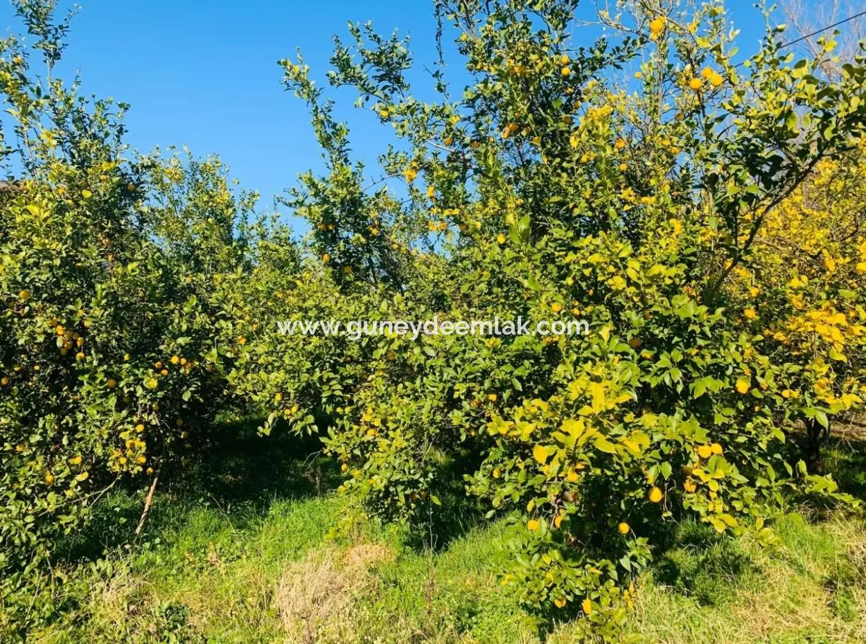 Für Verkauf Grundstück Von Land Raider Auch