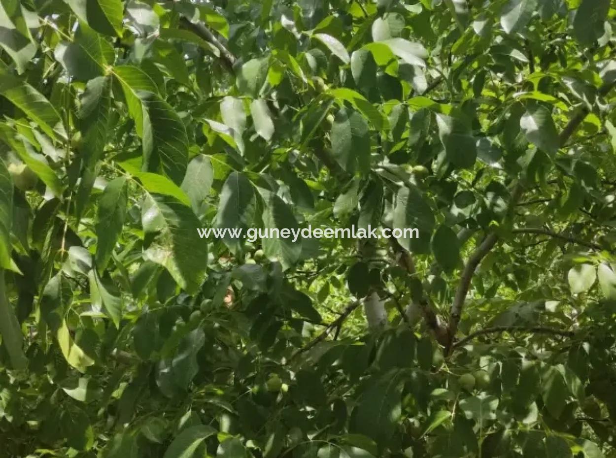 Dorfhaus Aus Stein Und 1042 M2 Freistehendes Grundstück Zum Verkauf Auf Einem 504 M2 Großen Grundstück In Çameli, Cevizli