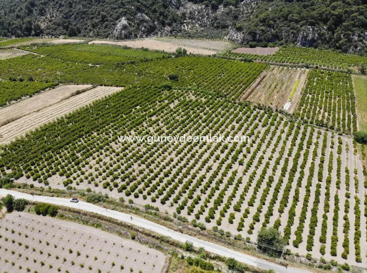 13 500 M2 Feld Zum Verkauf In Ortaca Mergenli