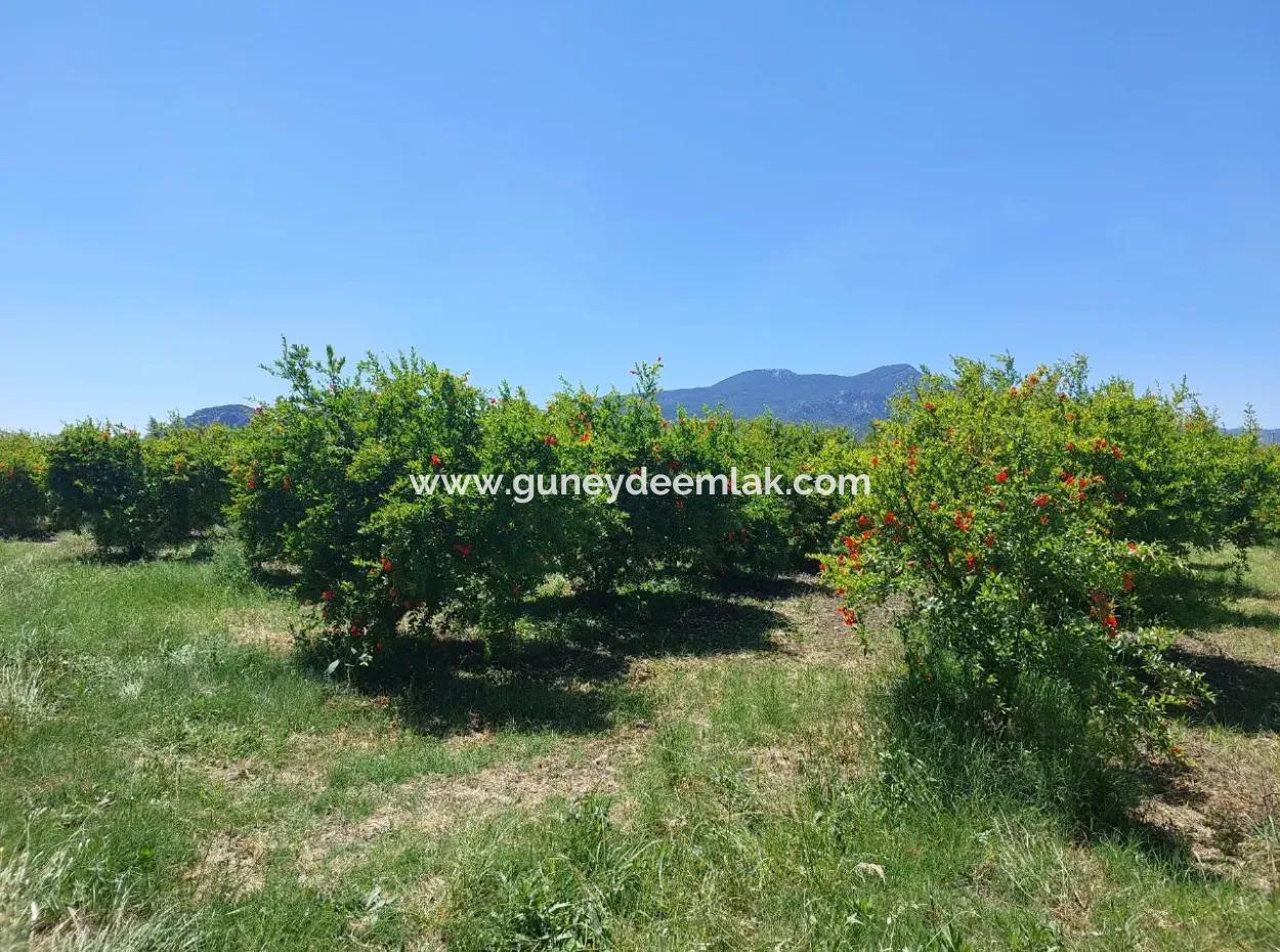 9.000 M2 Granatapfelgarten Zum Verkauf In Muğla Ortaca, Eskiköy