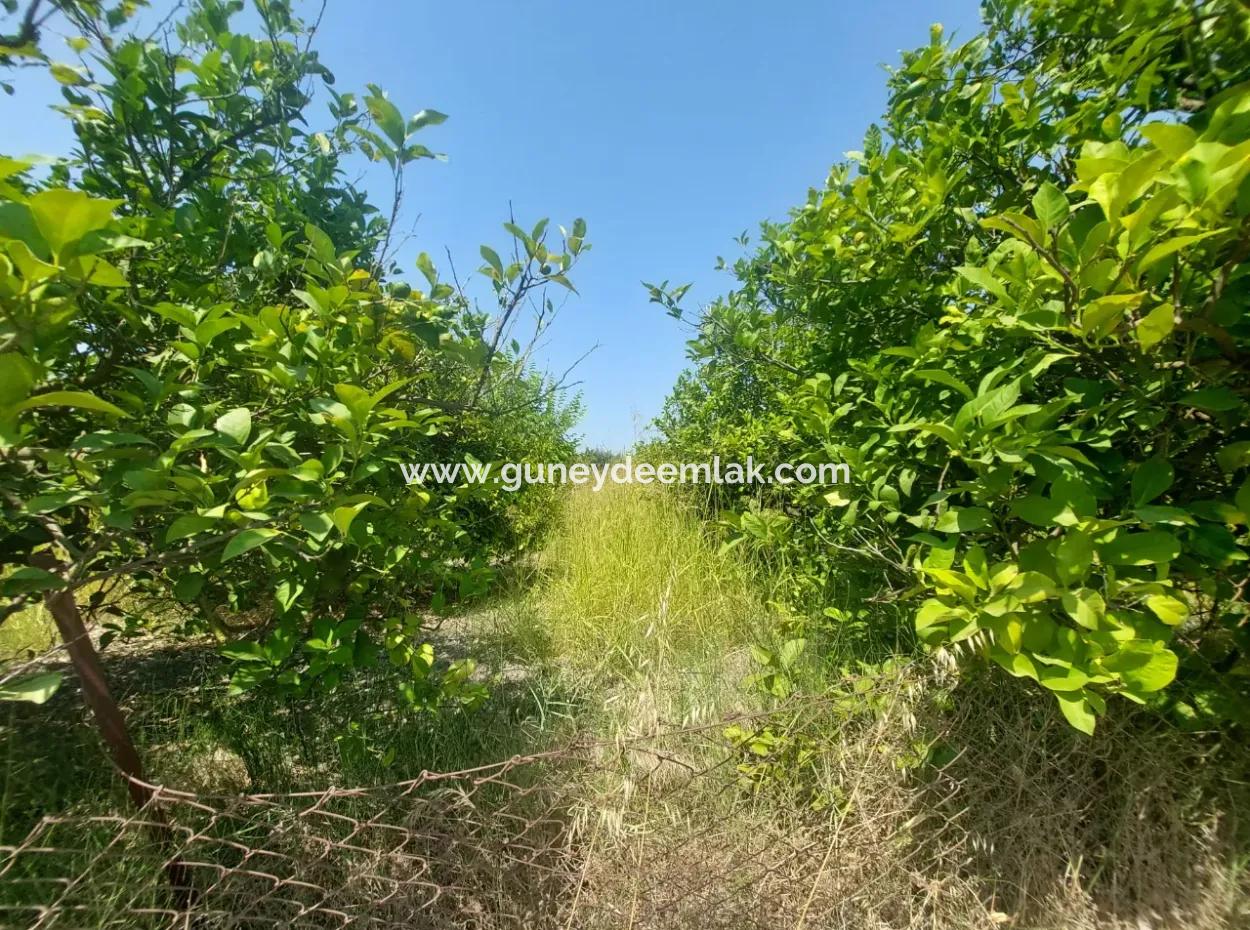 5.200 M² Zitronen- Und Orangengarten Zu Vermieten In Dalyan, Muğla