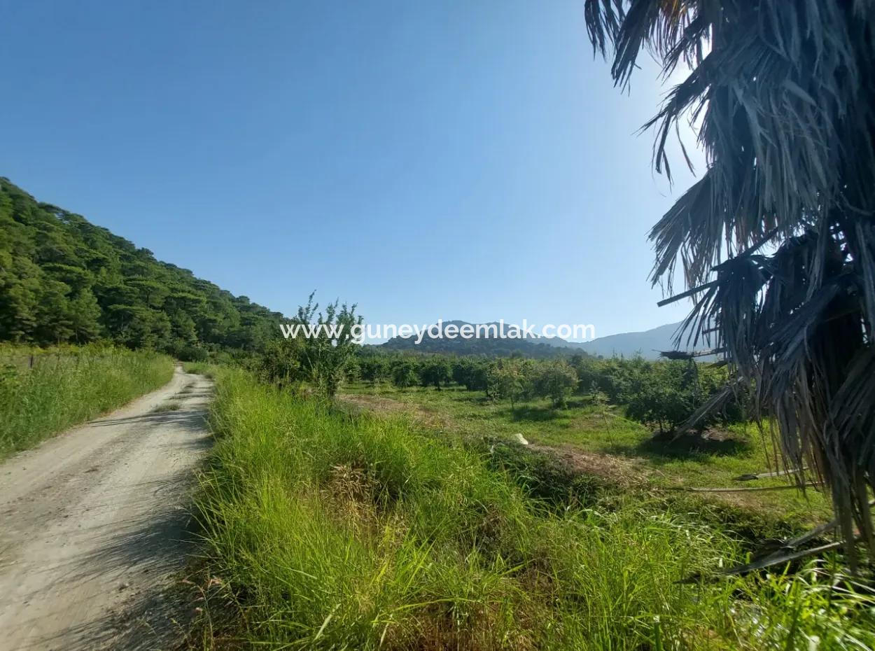 73.500 M² Granatapfelgarten, Geeignet Für Investitionen In Ortaca Dalyan Zu Verkaufen