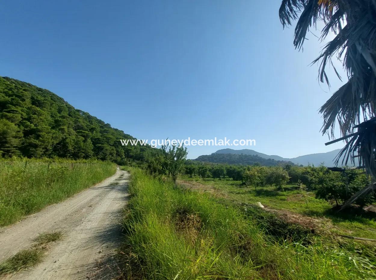 73.500 M² Granatapfelgarten, Geeignet Für Investitionen In Ortaca Dalyan Zu Verkaufen