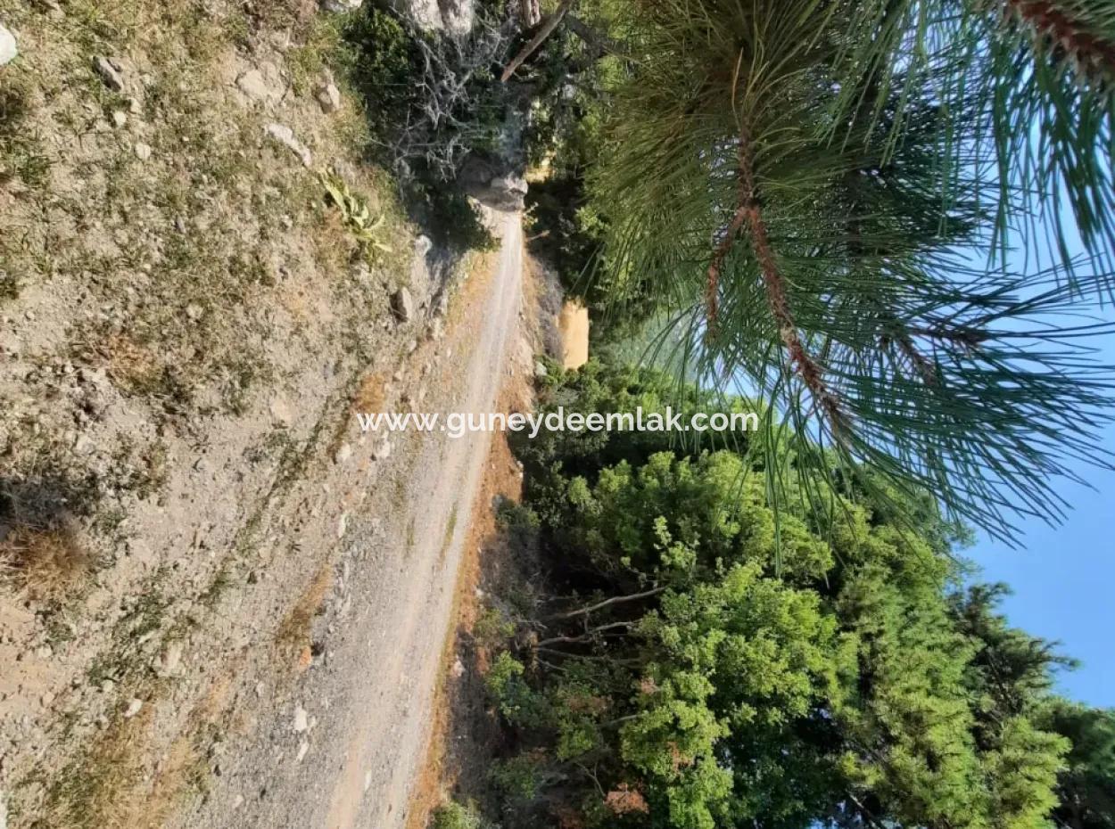 Fethiye, Nif Te, 2 100 M2, Zu Verkaufen, Schnäppchengrundstück