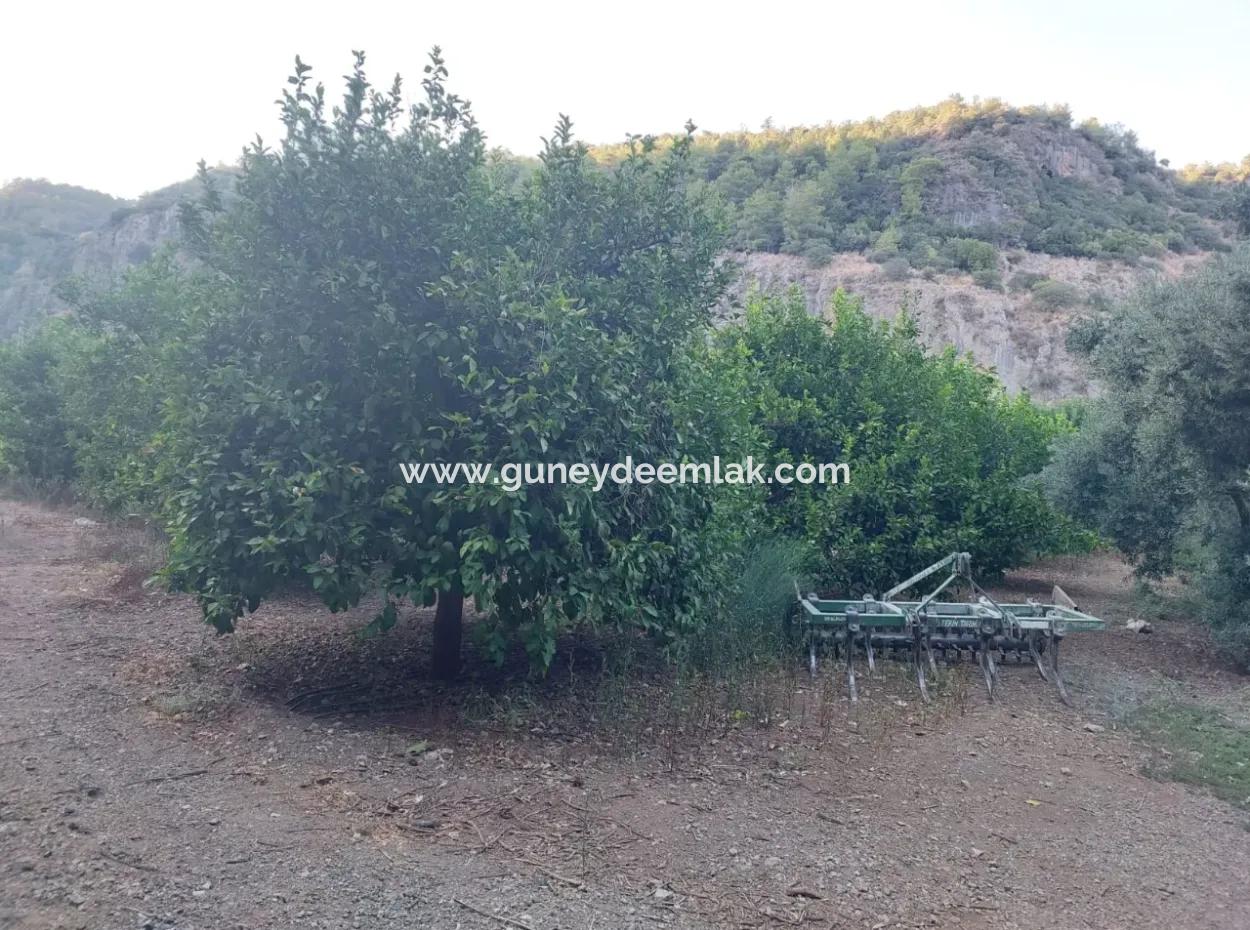 1.300 M2 Freistehendes 250M2 Wohngrundstück Zum Verkauf In Muğla, Ortaca, Karadonlar